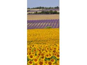 Samolepící fototapeta na dveře na dveře DL007 Sunflowers, 95x210 cm Fototapety na dveře