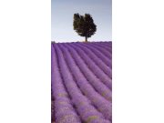 Samolepící fototapeta na dveře DL010 Lavender, 95x210 cm Fototapety na dveře
