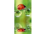Samolepící fototapeta na dveře DL027 Ladybird, 95x210 cm Fototapety na dveře