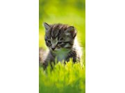 Samolepící fototapeta na dveře DL028 Kitten, 95x210 cm Fototapety na dveře