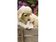 Samolepící fototapeta na dveře DL029 Labrador, 95x210 cm Fototapety na dveře