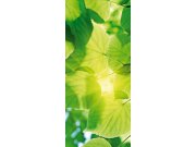 Samolepící fototapeta na dveře DL054 Listy, 95x210 cm Fototapety na dveře