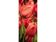 Samolepící fototapeta na dveře DL057 Tulipány, 95x210 cm Fototapety na dveře