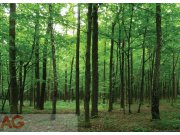 Fototapeta AG Les FTM-0850 | 160x115 cm Fototapety na zeď
