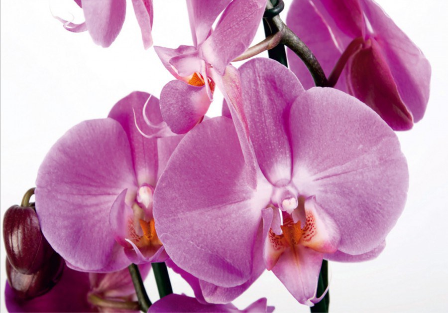 Fototapeta AG Orchidej FTNS-2459 | 360x270 cm - Vliesové fototapety AG