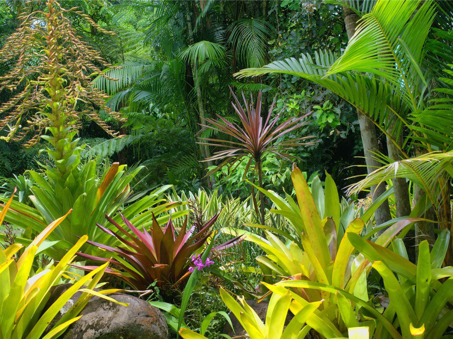 Fototapety vliesové - Fototapeta AG Nepropustná jungle FTNXXL-2490 | 360x270 cm Fototapeta AG Nepropustná jungle FTNXXL-2490 | 360x270 cm - Fototapety vliesové