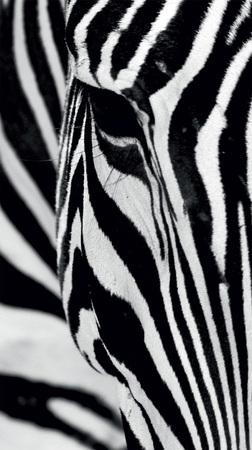 Foto závěs Zebra FCPL-6519, 140 x 245 cm - Závěsy