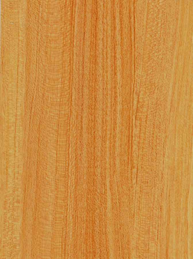 Samolepící fólie na dveře Buk nevada 99-6130 | 2,1 m x 90 cm