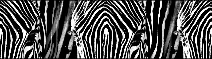 Samolepící bordura Zebra WB8205
