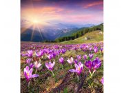 Vliesové fototapety na zeď Krokusy na jaře | MS-3-0064 | 225x250 cm
