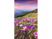 Vliesové fototapety na zeď Krokusy na jaře | MS-2-0064 | 150x250 cm