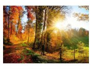 Vliesové fototapety na zeď Procházka lesem | MS-5-0065 | 375x250 cm Fototapety vliesové