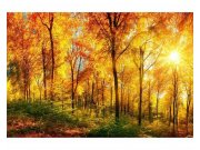Vliesové fototapety na zeď Slunný les | MS-5-0067 | 375x250 cm