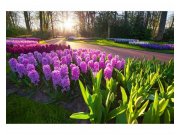 Vliesové fototapety na zeď Květy hyacintu | MS-5-0068 | 375x250 cm