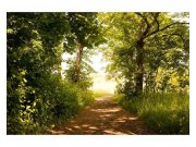 Vliesové fototapety na zeď Lesní cesta | MS-5-0093 | 375x250 cm Fototapety vliesové