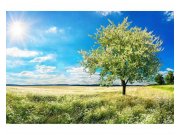 Vliesové fototapety na zeď Strom na louce | MS-5-0096 | 375x250 cm Fototapety vliesové