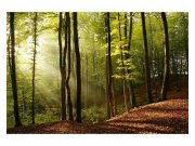 Vliesové fototapety na zeď Les | MS-5-0098 | 375x250 cm Fototapety vliesové