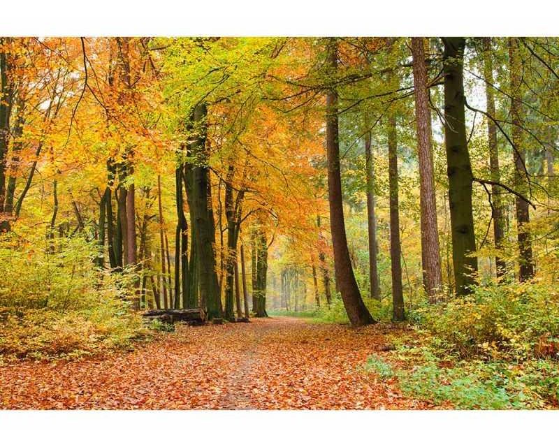 Vliesové fototapety na zeď Podzimní les | MS-5-0099 | 375x250 cm - Fototapety vliesové