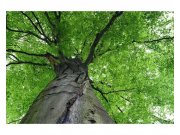 Vliesové fototapety na zeď Koruna stromu | MS-5-0101 | 375x250 cm Fototapety vliesové