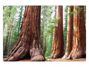 Vliesové fototapety na zeď Sekvoje | MS-5-0102 | 375x250 cm Fototapety vliesové