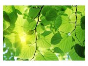 Vliesové fototapety na zeď Zelené listy | MS-5-0107 | 375x250 cm Fototapety vliesové