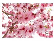 Vliesové fototapety na zeď Květy jabloní | MS-5-0108 | 375x250 cm