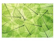Vliesové fototapety na zeď Žilky listů | MS-5-0111 | 375x250 cm Fototapety vliesové