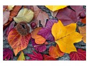 Vliesové fototapety na zeď Podzimní listí | MS-5-0112 | 375x250 cm