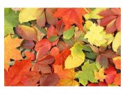 Vliesové fototapety na zeď Pestrobarevné listí | MS-5-0115 | 375x250 cm