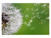 Vliesové fototapety na zeď Letící Chmýří pampelišek | MS-5-0121 | 375x250 cm Fototapety vliesové