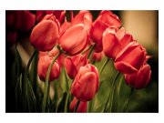 Vliesové fototapety na zeď Červené tulipány | MS-5-0128 | 375x250 cm Fototapety vliesové