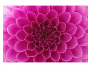 Vliesové fototapety na zeď Růžová jiřina | MS-5-0132 | 375x250 cm Fototapety vliesové