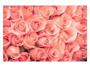 Vliesové fototapety na zeď Růže | MS-5-0133 | 375x250 cm Fototapety vliesové