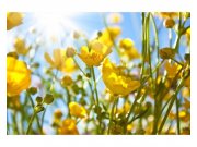 Vliesové fototapety na zeď Žluté květiny | MS-5-0134 | 375x250 cm