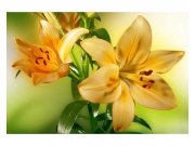 Vliesové fototapety na zeď Lilie | MS-5-0139 | 375x250 cm Fototapety vliesové