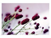 Vliesové fototapety na zeď Fialová květina | MS-5-0141 | 375x250 cm Fototapety vliesové