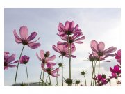 Vliesové fototapety na zeď Květiny | MS-5-0145 | 375x250 cm