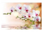 Vliesové fototapety na zeď Bílá orchidej | MS-5-0147 | 375x250 cm