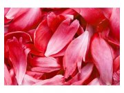 Vliesové fototapety na zeď Červené ikvětní lístky | MS-5-0151 | 375x250 cm Fototapety vliesové