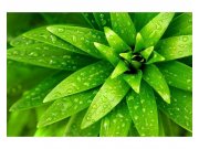 Vliesové fototapety na zeď Čerstvé listy | MS-5-0153 | 375x250 cm Fototapety vliesové