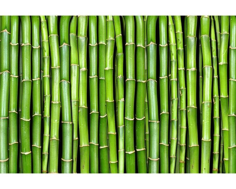 Vliesové fototapety na zeď Bambus | MS-5-0165 | 375x250 cm - Fototapety vliesové