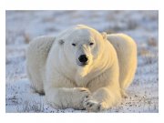 Vliesové fototapety na zeď Lední medvěd | MS-5-0220 | 375x250 cm