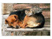 Vliesové fototapety na zeď Kočka a pes | MS-5-0221 | 375x250 cm