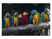 Vliesové fototapety na zeď Barevní papoušci Ara | MS-5-0223 | 375x250 cm Fototapety vliesové
