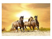 Vliesové fototapety na zeď Koně při západu slunce | MS-5-0227 | 375x250 cm