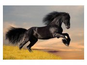 Vliesové fototapety na zeď Černý kůň | MS-5-0228 | 375x250 cm