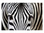 Vliesové fototapety na zeď Zebra | MS-5-0234 | 375x250 cm