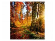 Vliesové fototapety na zeď Procházka lesem | MS-3-0065 | 225x250 cm Fototapety vliesové