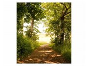 Vliesové fototapety na zeď Lesní cesta | MS-3-0093 | 225x250 cm Fototapety vliesové