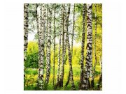 Vliesové fototapety na zeď Březový les | MS-3-0094 | 225x250 cm